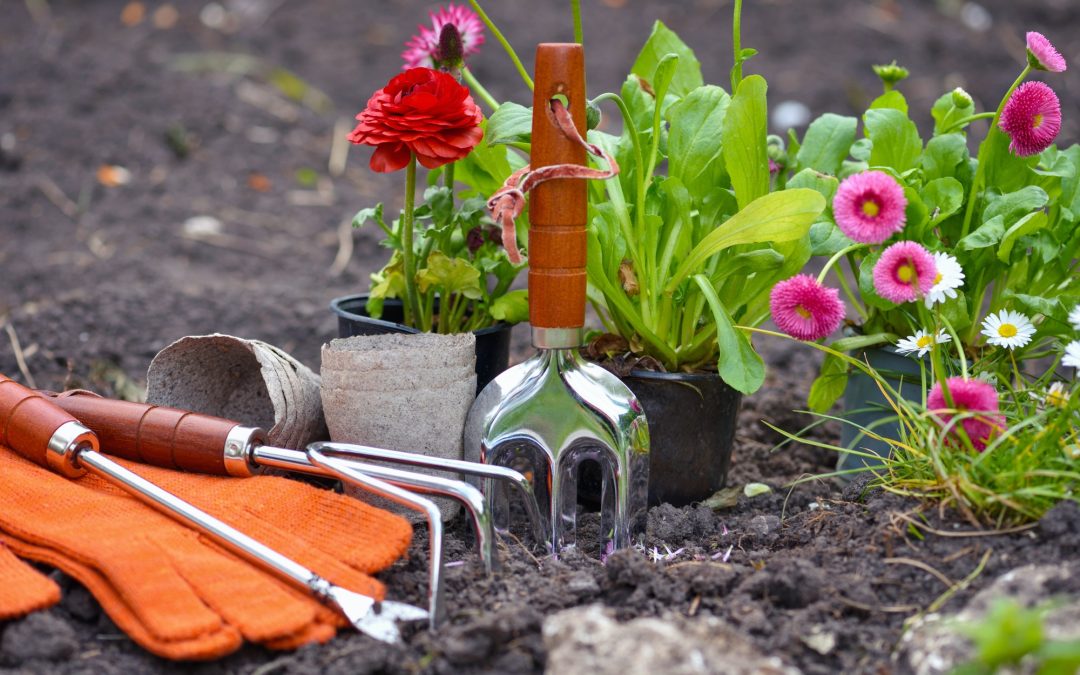 Gardening Ideas