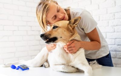 Your Dog’s Health: A Pet Owner’s Responsibility