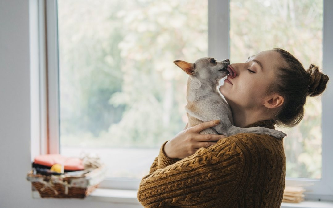 Pet Dry Food and Treats